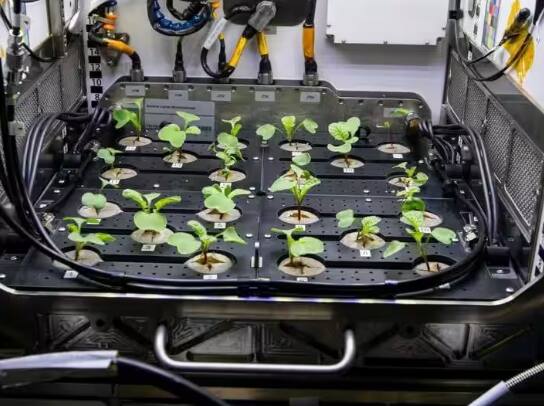 space-farming-these-countries-are-now-growing-crops-in-space-see-how-radish-is-changing-color-in-the-video ਹੁਣ ਇਹ ਦੇਸ਼ ਪੁਲਾੜ ਵਿੱਚ ਉਗਾ ਰਹੇ ਫਸਲ, ਵੀਡੀਓ ਵਿੱਚ ਦੇਖੋ ਕਿਵੇਂ ਰੰਗ ਬਦਲ ਰਹੀ ਹੈ ਮੂਲੀ