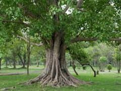 రావిచెట్టును పూజిస్తే శ‌ని అనుగ్ర‌హం ఖాయం