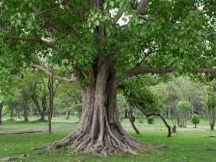 Know the Religious Importance of Peepal Tree, Worshiping it Gets Blessings of Shani Dev and Tridevs Peepal Tree : రావిచెట్టును పూజిస్తే శ‌ని అనుగ్ర‌హం ఖాయం