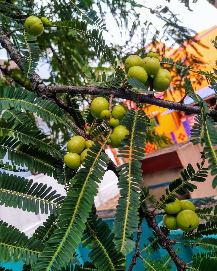 आंवला में विटामिन सी की मात्रा होती है, जो इम्यूनिटी को मजबूत बनाता है. इसे डाइट में शामिल करने से इंफेक्शन से लड़ने में मदद मिलती है.