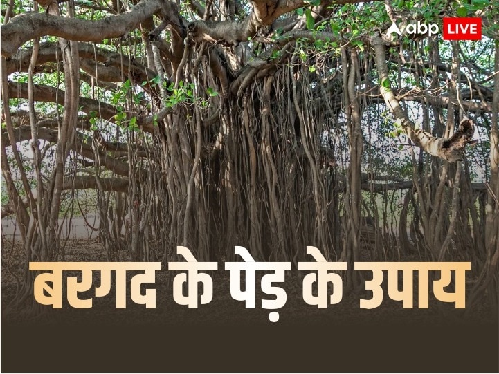 How to do Vrikshasana perfectly | Vrikshasana Benefits in Hindi | #Day14 - Tree  pose - YouTube