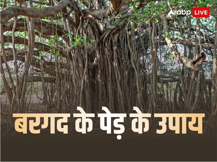 Bargad ped ke upay banyan tree benefits astro remedies for job and money Bargad Ke Upay: नौकरी की समस्या और दरिद्रता को दूर करता है बरगद के पेड़ का ये उपाय, आप भी जानें