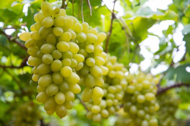 Grapes after Medicine : औषधानंतर द्राक्ष खाणं जीवघेणं, होऊ शकतो मृत्यू? या दाव्यामागचं नेमकं सत्य काय?