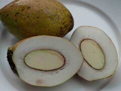 कई बीमारियों का इलाज है सफेद आम... खाने से मिलते हैं ये कई जबरदस्त फायदे