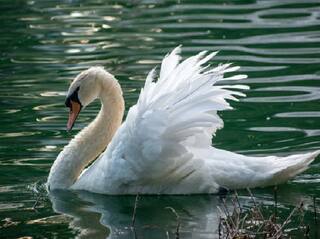 3 Teens Arrested For Killing And Eating New York Villages Beloved Swan ஊருக்கே செல்லமான வாத்து: கொன்று தின்ற சிறுவர்கள்! - கொந்தளித்த ஊர் மக்கள்!