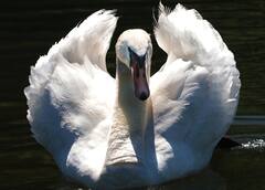 घोंसला बनाती मादा हंस को बच्चों के साथ पकड़ा, फिर पकाकर खा गए, यूं खुला हैवानियत का राज