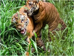 सतपुड़ा टाइगर रिजर्व में बाघ के शिकारियों की तलाश कर रहे हैं कुत्ते, यहां पर मिला टाइगर का सिर