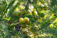 Amla Benefits : बहुगुणी आवळा! जाणून घ्या फायदे..