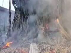 वटपौर्णिमेला महिलांकडून पूजा सुरू असतानाच वडाच्या झाडाला लागली आग, अंबाबाई मंदिर परिसरातील प्रकार