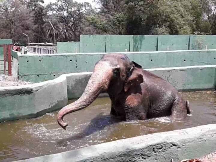 MP News Arrangements for animals from heat fan cooler and water body made in Indore Zoo ann Indore Zoo: गर्मी से बचाव के लिए इंदौर जू में किये गए पर्याप्त इंतजाम, बाड़ों में बनाई गई वॉटर बॉडी का मजा ले रहे जानवर