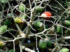 ये है दुनिया का सबसे एडिक्शन वाला ड्रग, खाते ही मुंह से निकलती है खून जैसी धारा