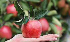 Health Tips: যখন তখন, যেমন খুশি তেমন হলে চলে না, মেলে না কোনও উপকার, ফল খাওয়ার সঠিক নিয়ম জানা জরুরি