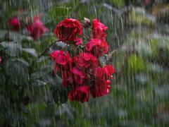 கேட்கும் போதே மழை காலத்தை மனதிற்குள் கொண்டுவரும் பாடல் வரிகள் குறித்து காணலாம்..!