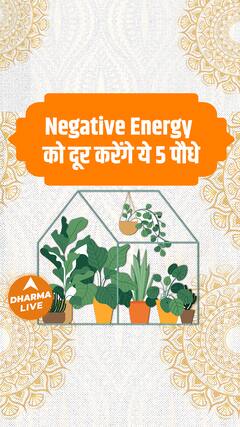 Negative Energy को दूर करेंगे ये 5 पौधे | Dharma Live