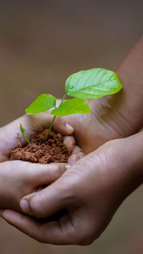 বিশ্ব পরিবেশ দিবস: ইতিহাস ও গুরুত্ব