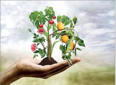 Lifestyle:ফিরে দেখা-বিশ্ব পরিবেশ দিবসের ইতিহাস ও তাৎপর্য