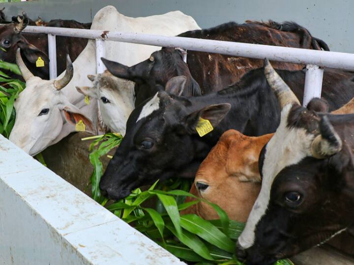 ‘भैंस, बैल को काटा जा सकता है गाय को क्यों नहीं?’ कर्नाटक के मंत्री के बयान पर छिड़ा विवाद ‘भैंस, बैल को काटा जा सकता है गाय को क्यों नहीं?’ कर्नाटक के मंत्री के बयान पर छिड़ा विवाद