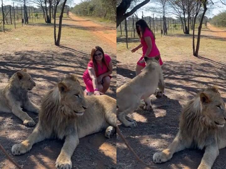 Woman Tried To Touch Lion Angry Lioness Chased Her Badly See Shocking Viral Video महिला ने की शेर को छूने की जुर्रत, गुस्साई शेरनी ने कर डाला पीछा, फिर जो हुआ वो जानकर उड़ जाएंगे आपके होश- Video