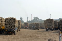 Lifestyle Tips: তেষ্টা মেটাবে আখের রস! আর কী করবে?