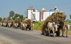 Lifestyle Tips: তেষ্টা মেটাবে আখের রস! আর কী করবে?