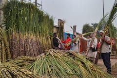 Lifestyle Tips: তেষ্টা মেটাবে আখের রস! আর কী করবে?