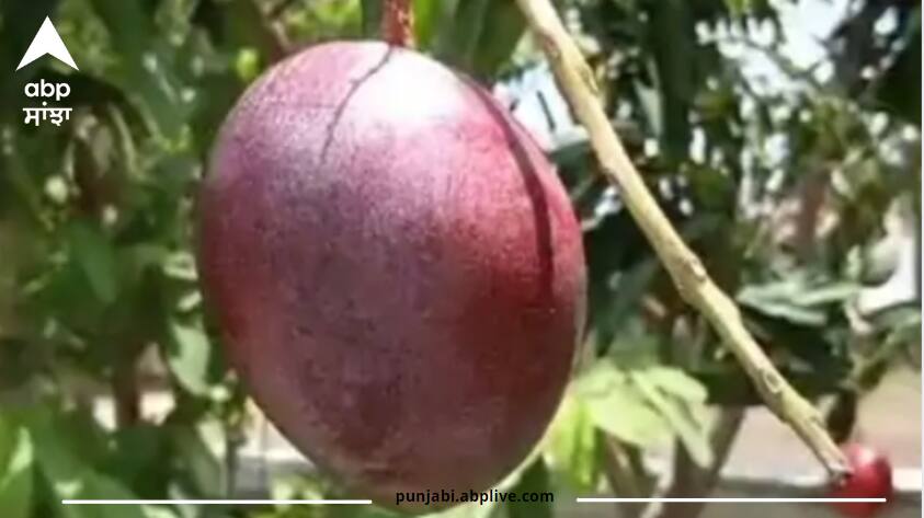 The world most expensive mango grown in West Bengal 1 kg cost Rs 2 lakh 70 thousand; 1 mango worth 90 thousand ਪੱਛਮੀ ਬੰਗਾਲ 'ਚ ਉਗਾਇਆ ਦੁਨੀਆ ਦਾ ਸਭ ਤੋਂ ਮਹਿੰਗਾ ਅੰਬ, ਇੱਕ ਅੰਬ ਹੈ 90 ਹਜ਼ਾਰ ਦਾ, ਕਿਲੋ ਦੀ ਕੀਮਤ ਜਾਣ ਕੇ ਤੁਸੀਂ ਵੀ ਹੋ ਜਾਓਗੇ ਹੈਰਾਨ