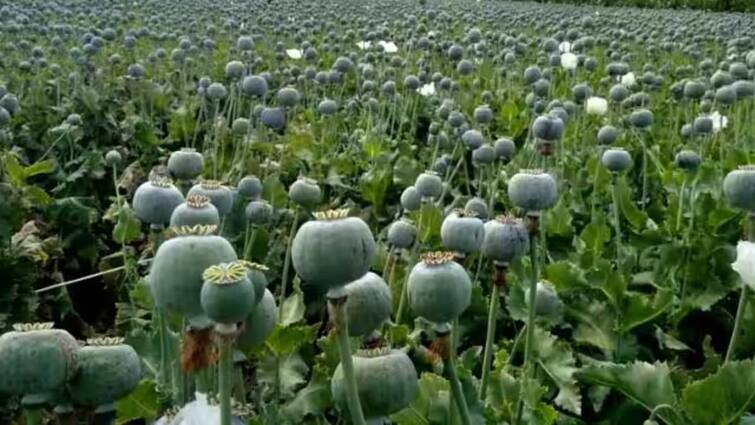 money making tips business idea afeem farming know how to start opium farming and how to get license for this Afeem Farming: ਭੁੱਕੀ ਦੀ ਖੇਤੀ ਲਈ ਲਾਇਸੈਂਸ ਕਿਵੇਂ ਲੈਣਾ ਹੈ? ਜਾਣੋ ਖੇਤੀ ਕਿਵੇਂ ਸ਼ੁਰੂ ਕਰਨੀ ਹੈ