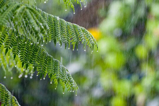 Don't even forget to stand under this tree to avoid the rain, poison in its particles ਬਾਰਸ਼ ਤੋਂ ਬਚਣ ਲਈ ਭੁੱਲ ਕੇ ਵੀ ਇਸ ਦਰਖਤ ਹੇਠ ਨਾ ਖੜ੍ਹੋ, ਇਸ ਦੇ ਕਣ-ਕਣ 'ਚ ਜਹਿਰ, ਉੱਧੜ ਜਾਏਗੀ ਚਮੜੀ, ਅੰਨ੍ਹੇ ਹੋਣ ਦਾ ਖਤਰਾ