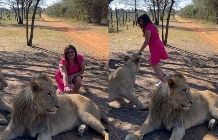 The woman dared to touch the lion, the angry lioness chased her, then you will be shocked to know what happened- Video મહિલાએ સિંહને સ્પર્શ કરવાની કરી હિંમત, ગુસ્સે થયેલી સિંહણે કર્યો તેનો પીછો, પછી શું થયું તે જાણી ચોંકી જશો- Video