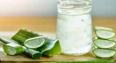 ਖਾਲੀ ਪੇਟ ਐਲੋਵੇਰਾ ਜੂਸ ਪੀਣ ਦੇ ਹਨ ਕਈ ਫਾਇਦੇ ਪਰ ਜੇ ਇਸ ਤਰ੍ਹਾਂ ਪੀਂਦੇ ਹੋ ਤਾਂ ਪੇਟ ਨੂੰ ਹੋ ਸਕਦੈ ਵੱਡਾ ਨੁਕਸਾਨ