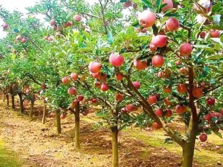 Apple growers get big gift from Sukhu government, less rent will have to be paid for keeping fruits in CA store ann Himachal Pradesh News: सेब बागवानों को सुक्खू सरकार से मिला बड़ा तोहफा, CA स्टोर में फल रखने का देना होगा कम किराया, जानें- नया रेट