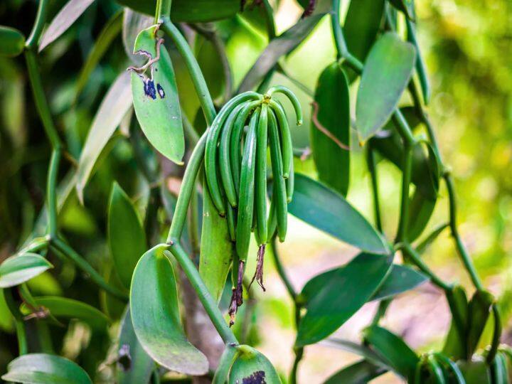 this is the second most expensive plant in the world vanilla can be cultivated anywhere in India केसर छोड़िए ये है दुनिया का दूसरा सबसे महंगा पौधा, भारत में कहीं भी हो सकती है इसकी खेती