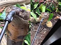 गर्मी से तड़प रहा था सांप, डर-डरकर शख्स ने उसे ऐसे पिलाया पानी, Video देख कांप उठा लोगों का दिल