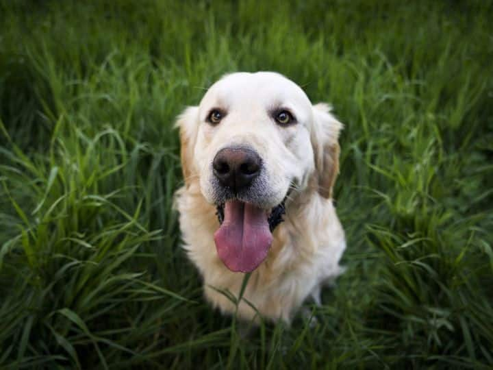 why dogs eat grass you will be surprised to know the reason behind कुत्ते घास क्यों खाते हैं इसके पीछे की वजह जान कर हैरान हो जाएंगे आप?