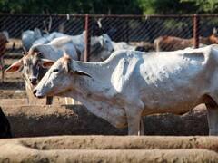 कर्नाटक मंत्री के 'गाय वध' वाले बयान पर बढ़ा विरोध, सभी जिला मुख्यालयों में विरोध प्रदर्शन करेगी बीजेपी
