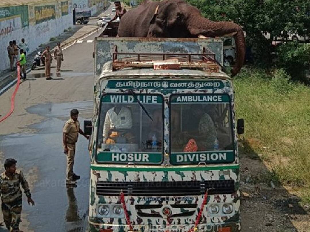 Arikomban Elephant: அச்சோ.. வேண்டவே வேண்டாம்.. களக்காட்டில் விட்டால் ஒரு மணி நேரத்தில் கொம்பன் இறங்கிவிடுவான்.. போராட்டத்தில் மக்கள்..! Arikomban Elephant Latest News Public Protest against release of Rice Komban in Kalakadu forest area of Manimuthar Nellai district Arikomban Elephant: அச்சோ.. வேண்டவே வேண்டாம்.. களக்காட்டில் விட்டால் ஒரு மணி நேரத்தில் கொம்பன் இறங்கிவிடுவான்.. போராட்டத்தில் மக்கள்..!