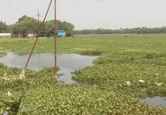 मध्य प्रदेश: जिस सिरपुर तालाब को PM मोदी ने देखा, उसे निगल रही जलकुंभी, प्रवासी पक्षियों की राह मुश्किल