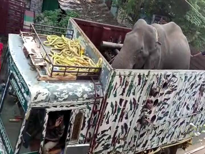 Theni Arikompan elephant captured today after being injected with anesthesia forest department TNN Arikomban: 7 நாட்களாக மக்களை நடுங்க வைத்த அரிகொம்பன் யானை பிடிபட்டது