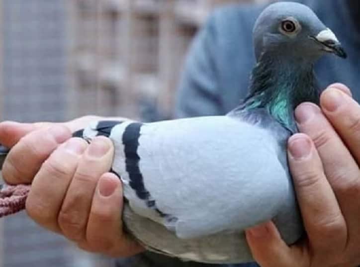 Pigeon Racing Is Quite The Sport In Tamil Nadu’s Salem; How It's Played Pigeon Race : சேலத்தின் புகழ்பெற்ற விளையாட்டான புறா பந்தயம்: எப்படி விளையாடப்படுகிறது தெரியுமா?