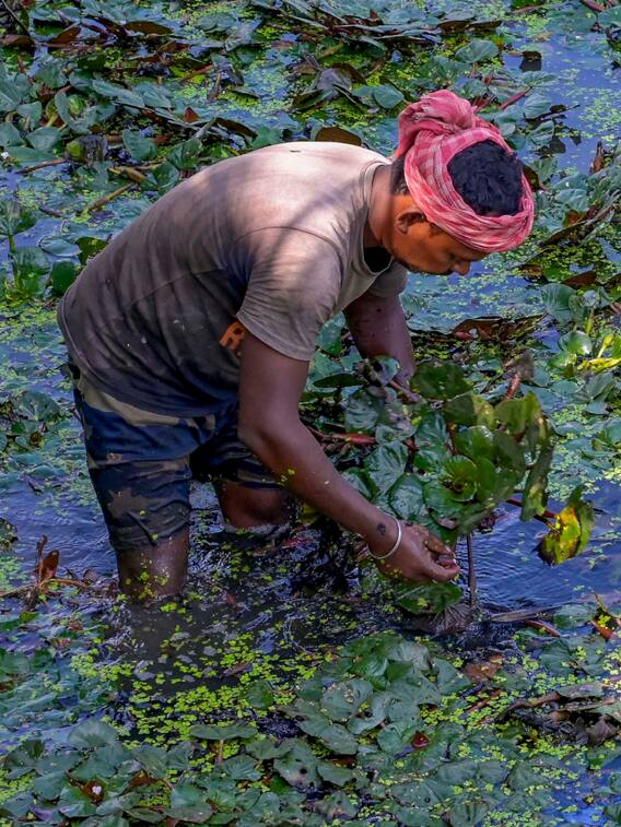 ये हैं खरीफ सीजन में लगाई जाने वाली सब्जियां