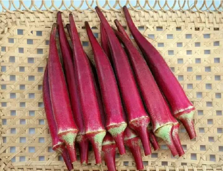 Farmers In Tamil Nadu Show Interest In Reviving Red Okra In Villupuram Red Ladys Finger : சிவப்பு வெண்டைக்காய் வளர்க்கணும்.. ஆர்வம் காட்டும் விழுப்புரம் விவசாயிகள்.. இந்த விஷயம் தெரியுமா?