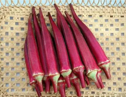 Farmers In Tamil Nadu Show Interest In Reviving Red Okra In Villupuram Red Ladys Finger : சிவப்பு வெண்டைக்காய் வளர்க்கணும்.. ஆர்வம் காட்டும் விழுப்புரம் விவசாயிகள்.. இந்த விஷயம் தெரியுமா?