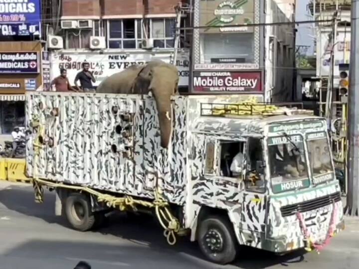 Elephant Arikomban How Tamil nadu Forest Department Captured Elephant Know Here TNN Arikomban: போக்கு காட்டி வந்த அரிகொம்பன் - யானையை வனத்துறை பிடித்தது எப்படி..?