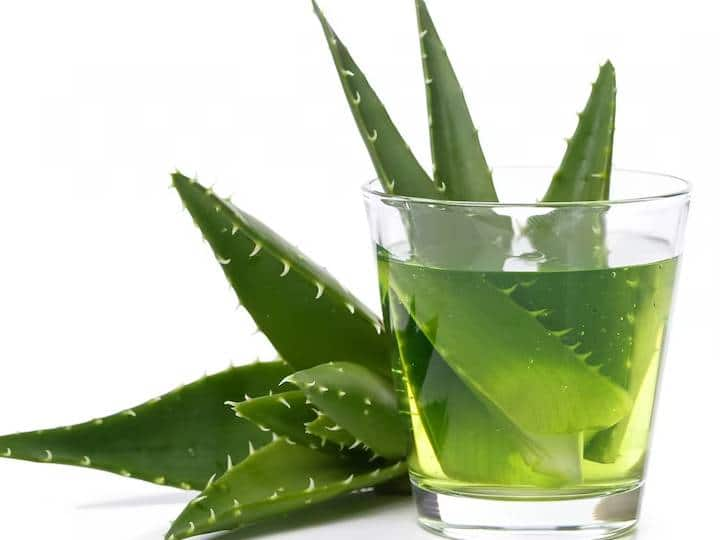 Can you drink aloe vera juice on an empty stomach खाली पेट एलोवेरा जूस पीने के फायदे तो अनेक हैं लेकिन इस तरीके से पीते हैं तो पेट को पहुंचा सकता है नुकसान