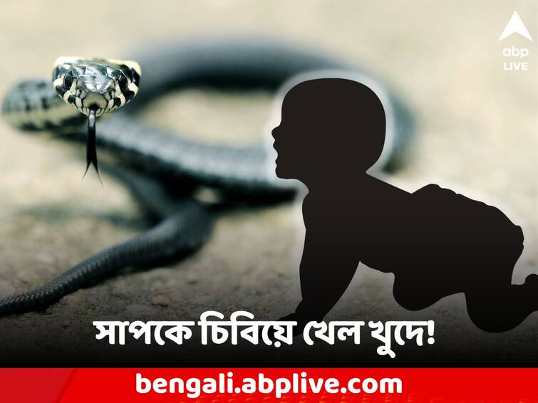 3-year-old boy chewed the snake to play admitted in hospital Viral: খেলতে খেলতে সাপকে চিবিয়ে খেল ৩ বছরের খুদে! ভর্তি হাসপাতালে