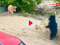 Watch: दो भालुओं का हुआ गाय से हुआ आमना सामना, फिर हुआ ऐसा जिसने किया सबको हैरान