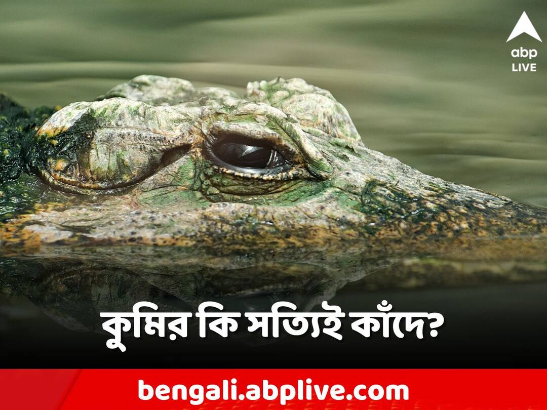 Is Crocodile really Cries or its fake why crocodiles tear word used Do You know copy Offbeat Fact: কুমির কি সত্যিই কাঁদে? তবে কেন 'কুমিরের কান্না' শব্দটি ব্যবহার করা হয়?