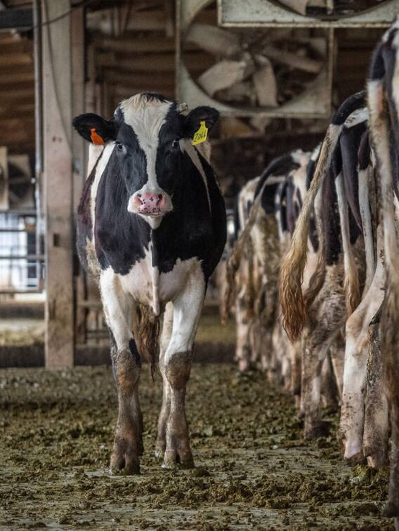 आपके घर आने वाला डेयरी का दूध कितना पुराना होता है?