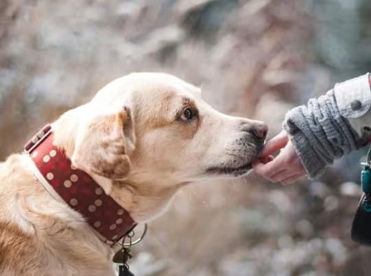 ਪਾਲਤੂ ਕੁੱਤੇ ਹਮੇਸ਼ਾ ਆਪਣੇ ਮਾਲਕ ਦਾ ਪਿੱਛਾ ਕਿਉਂ ਕਰਦੇ? ਇਸ ਦੇ ਪਿੱਛੇ ਸਿਰਫ਼ ਪਿਆਰ ਨਹੀਂ ਇਹ ਵਜ੍ਹਾ