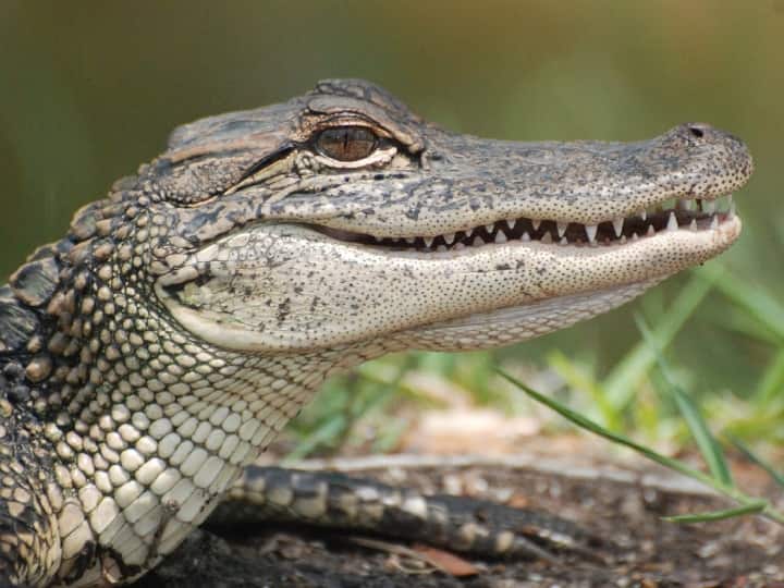 What are the differences between crocodiles and alligators know here